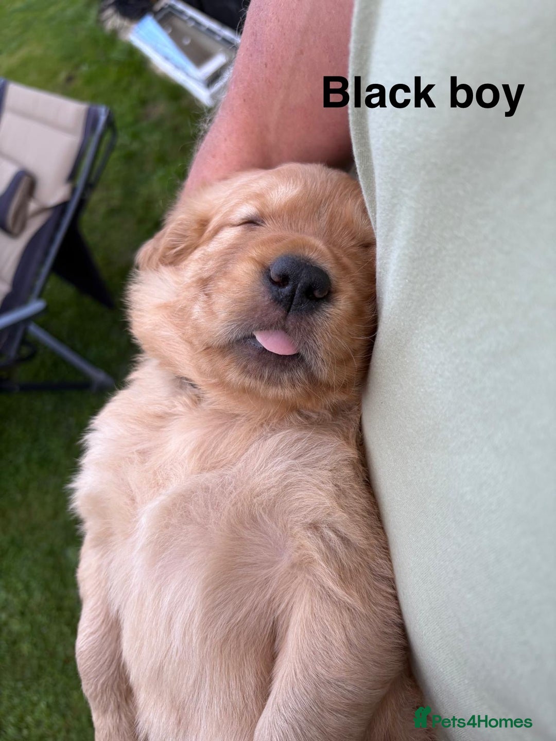 Golden Retriever dogs for sale: Beautiful litter of KC reg Golden Retriever pups  - Image 6