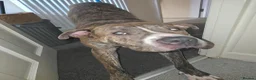 Mixed Breed dogs for sale: Leo Looking for his forever home. in London - Advert 6