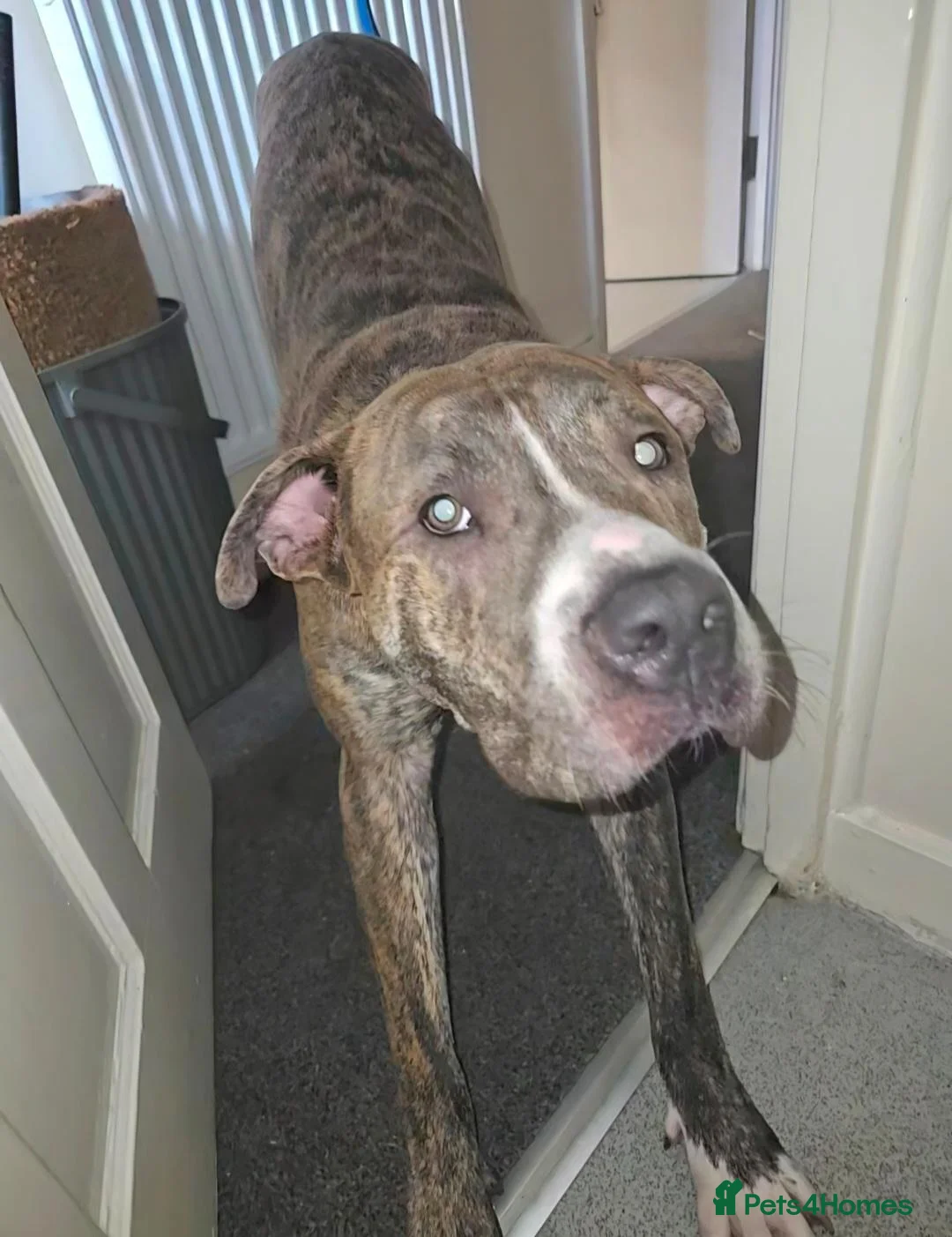 Mixed Breed dogs for sale: Leo Looking for his forever home. in London - Advert 6