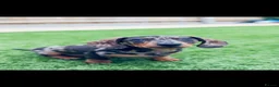 Miniature Dachshund dogs for sale: 3 year old Male Mini Daschund for rehoming  - Advert 9