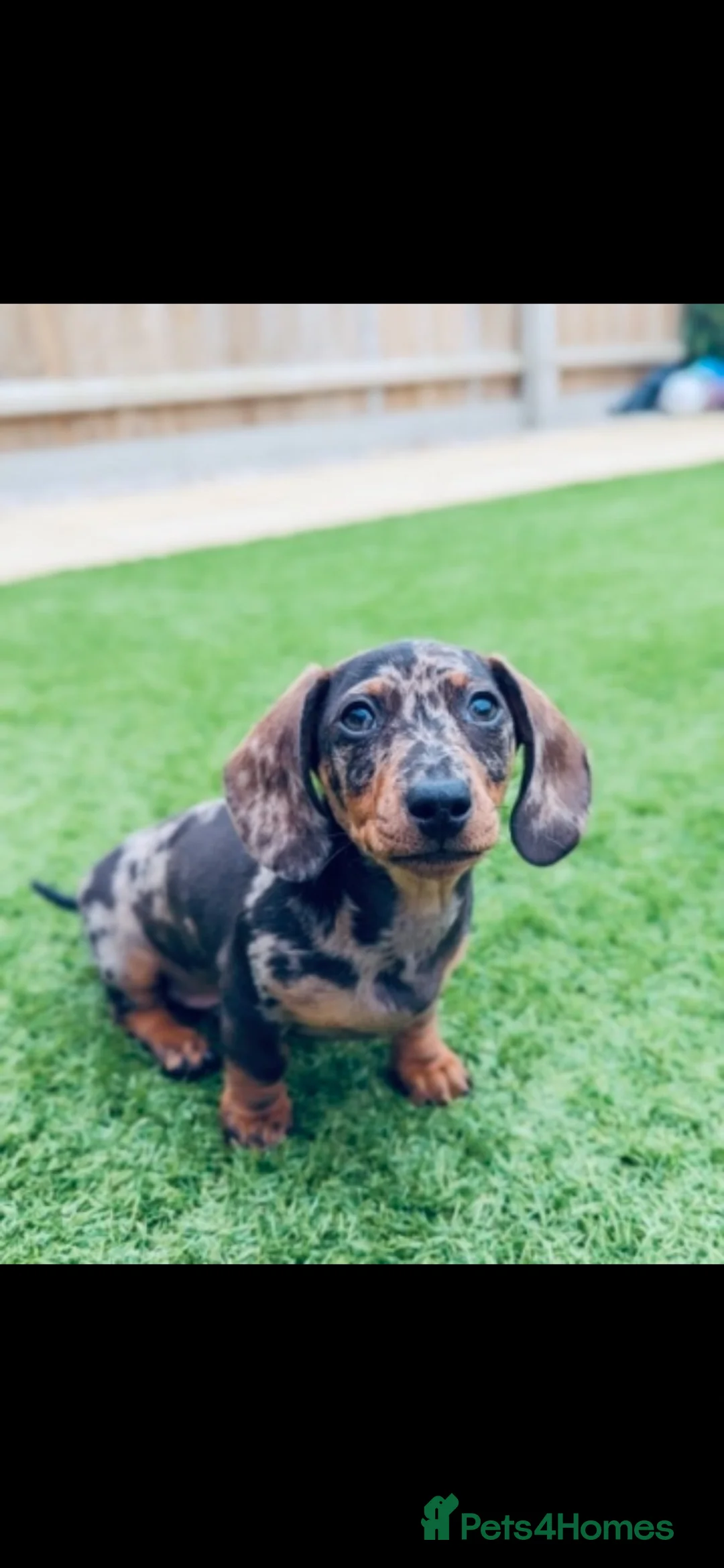 Miniature Dachshund dogs for sale: 3 year old Male Mini Daschund for rehoming  - Advert 9