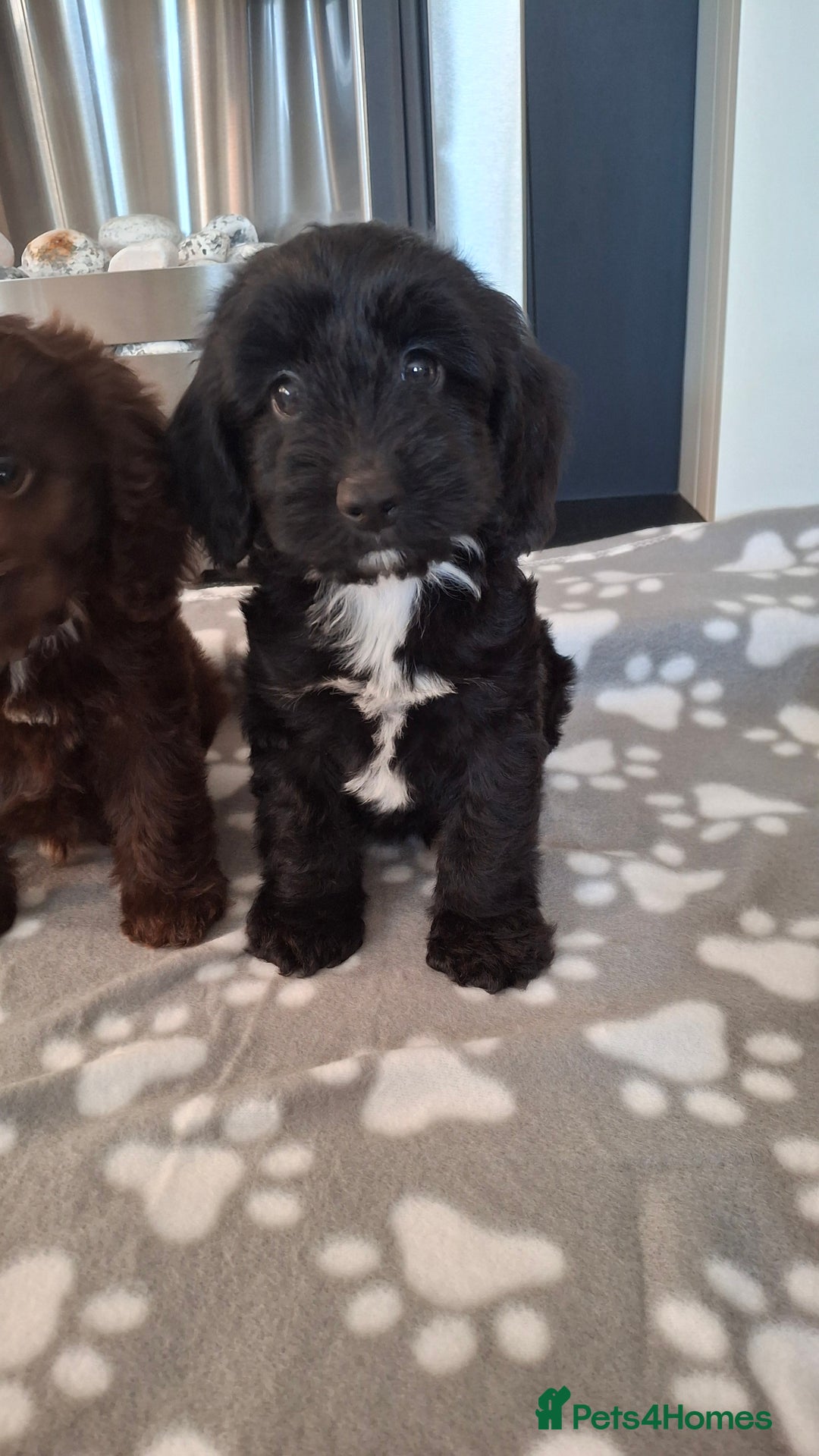 Cockapoo dogs for sale: Health tested show type cockapoo puppies! - Image 11