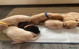 Labrador Retriever dogs for sale: LABRADOR PUPPIES - Image 5