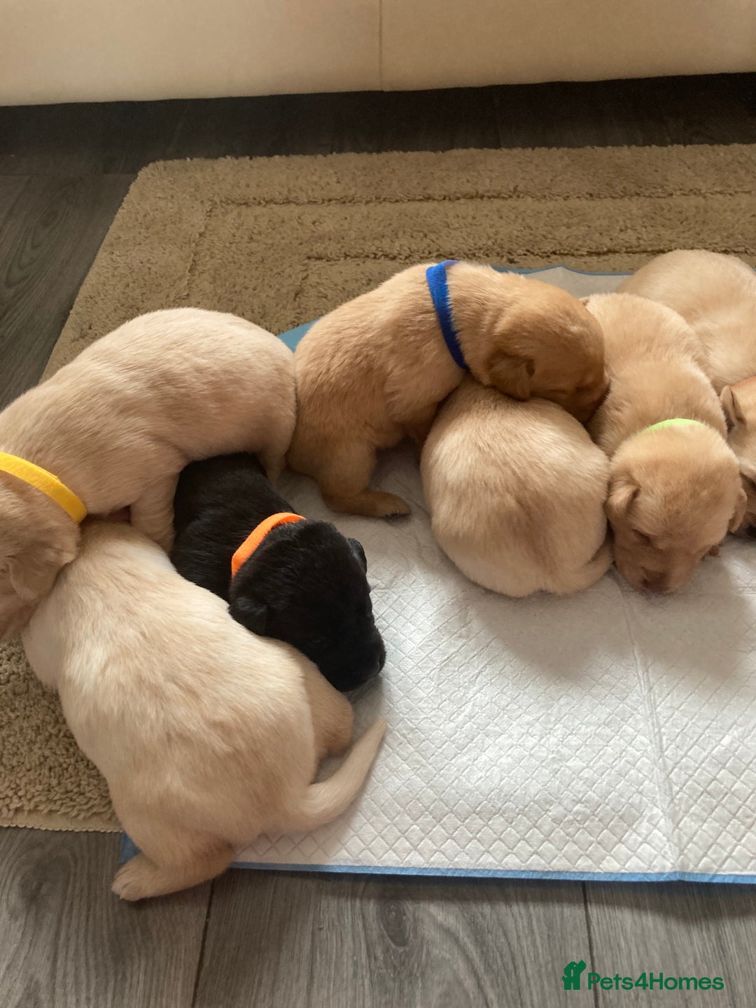 Labrador Retriever dogs for sale: LABRADOR PUPPIES - Image 5