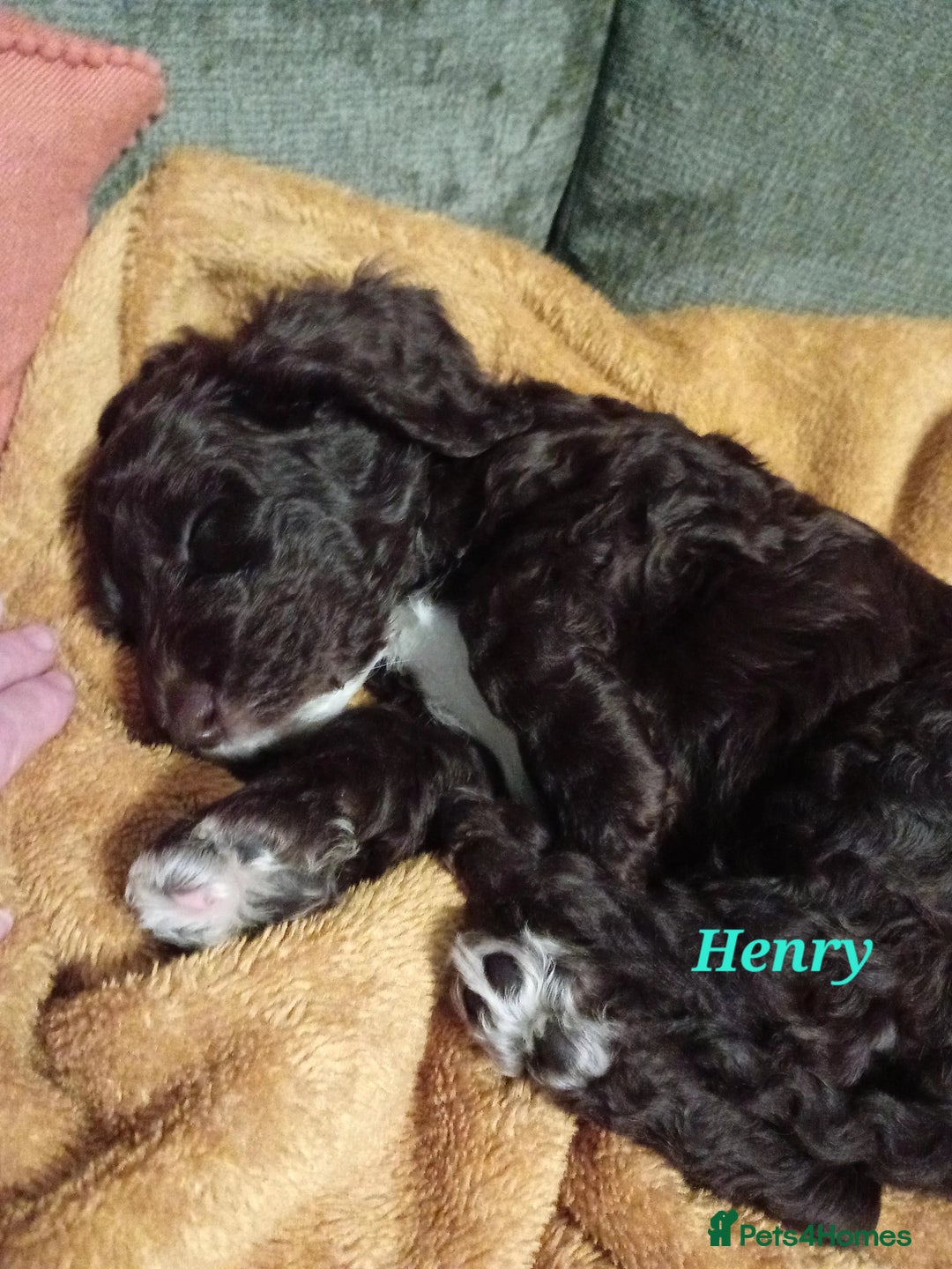 Mixed Breed dogs for sale: My last beautiful F1B Irish cockapoo puppy - Image 12
