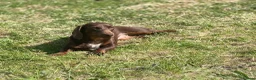 Miniature Dachshund dogs for sale: Miniature dachshund  - Advert 1