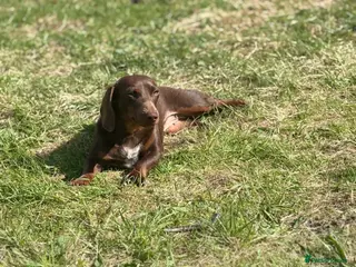 Miniature Dachshund dogs Miniature dachshund - Advert 1