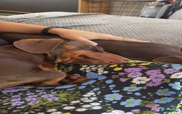 Dachshund dogs for sale: Two Dachshund Brothers - Image 12