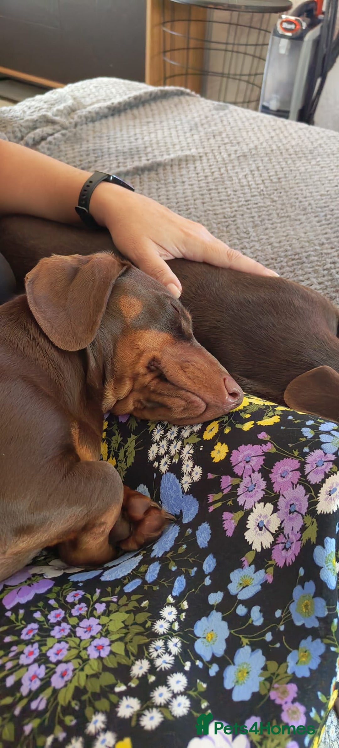 Dachshund dogs for sale: Two Dachshund Brothers - Image 12