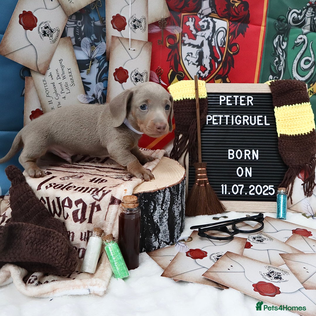 Miniature Dachshund dogs for sale: KC Reg short haired miniature dachshunds - Image 20