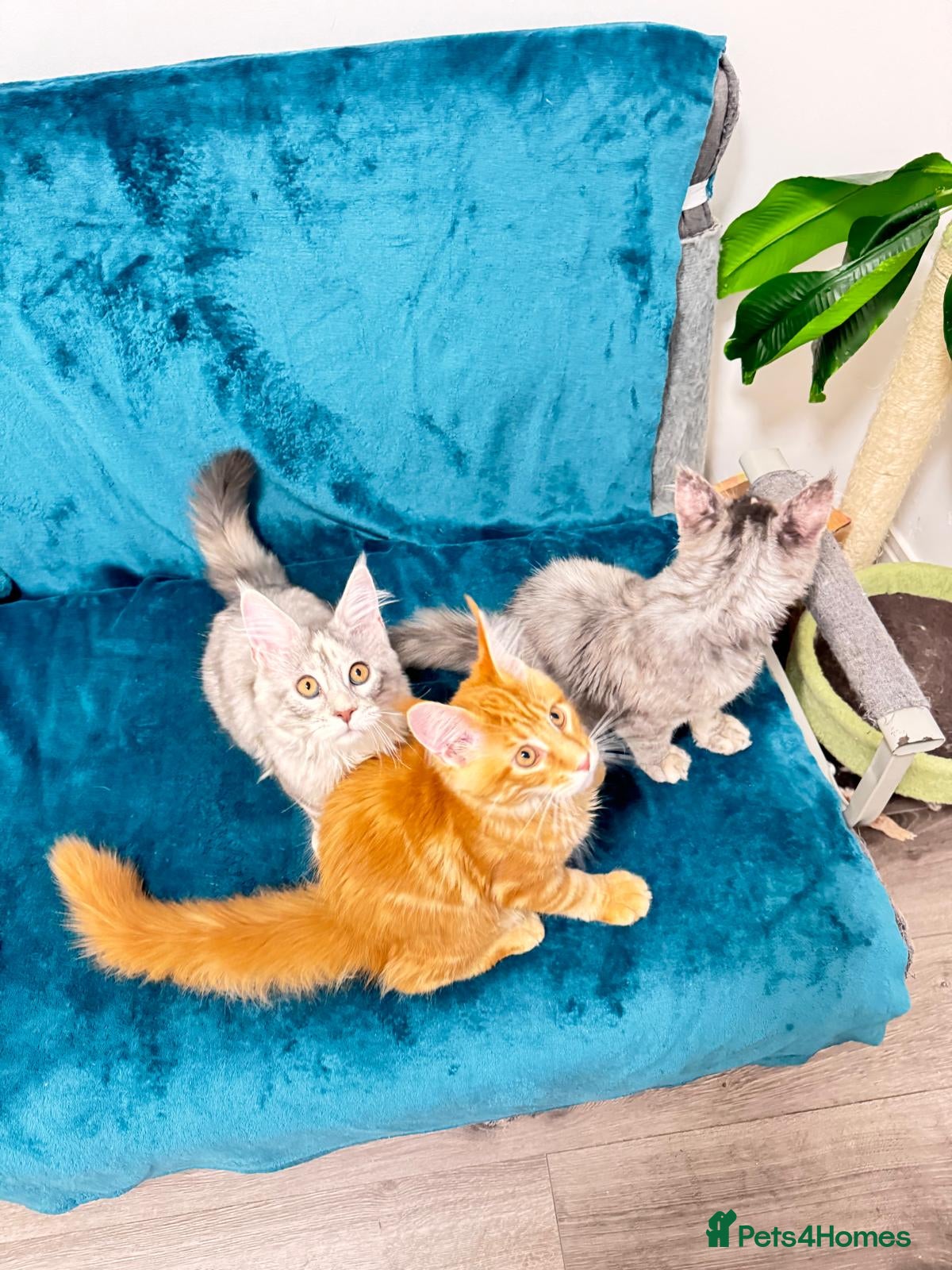 Maine Coon cats Pure breed XXL Maine Coon kittens  - Advert 1