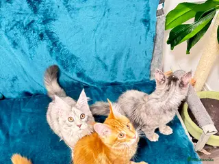 Maine Coon cats Pure breed XXL Maine Coon kittens - Advert 1