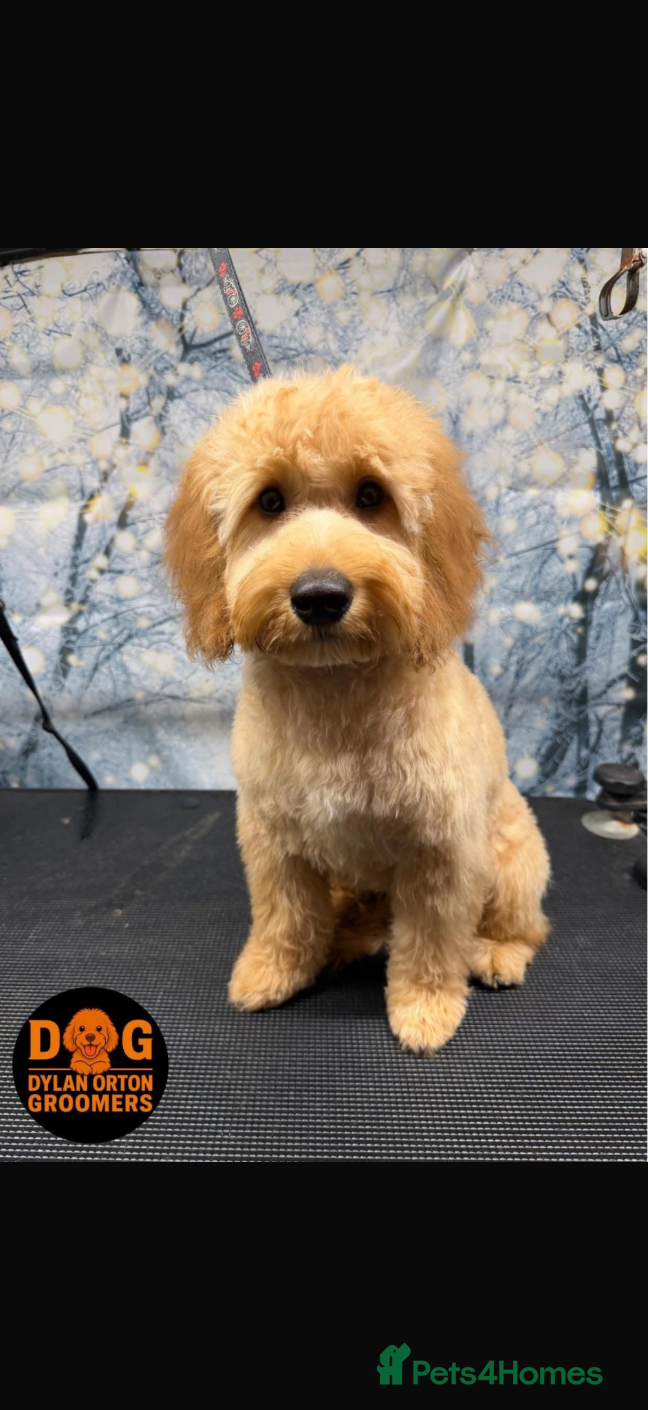 Cockapoo dogs F1B cockapoo due end of April photos last litter  - Advert 18