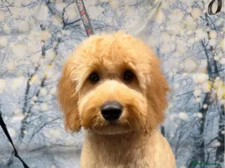 Cockapoo dogs F1B cockapoo due end of April photos last litter - Advert 18