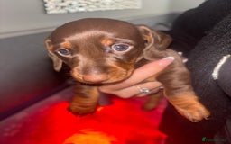 Dachshund dogs for sale: 5 miniature   dachshund  - Image 1