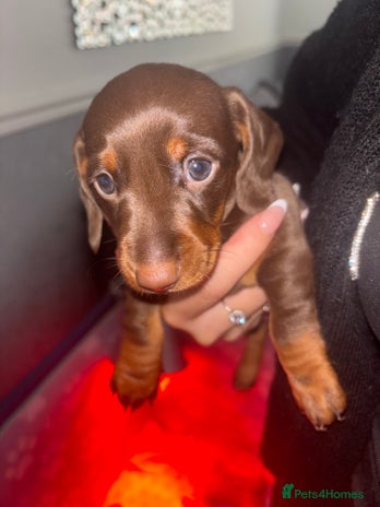 Dachshund dogs - Advert 9