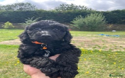 Cockapoo dogs for sale: Beautiful Cockapoo Puppies  - Image 2