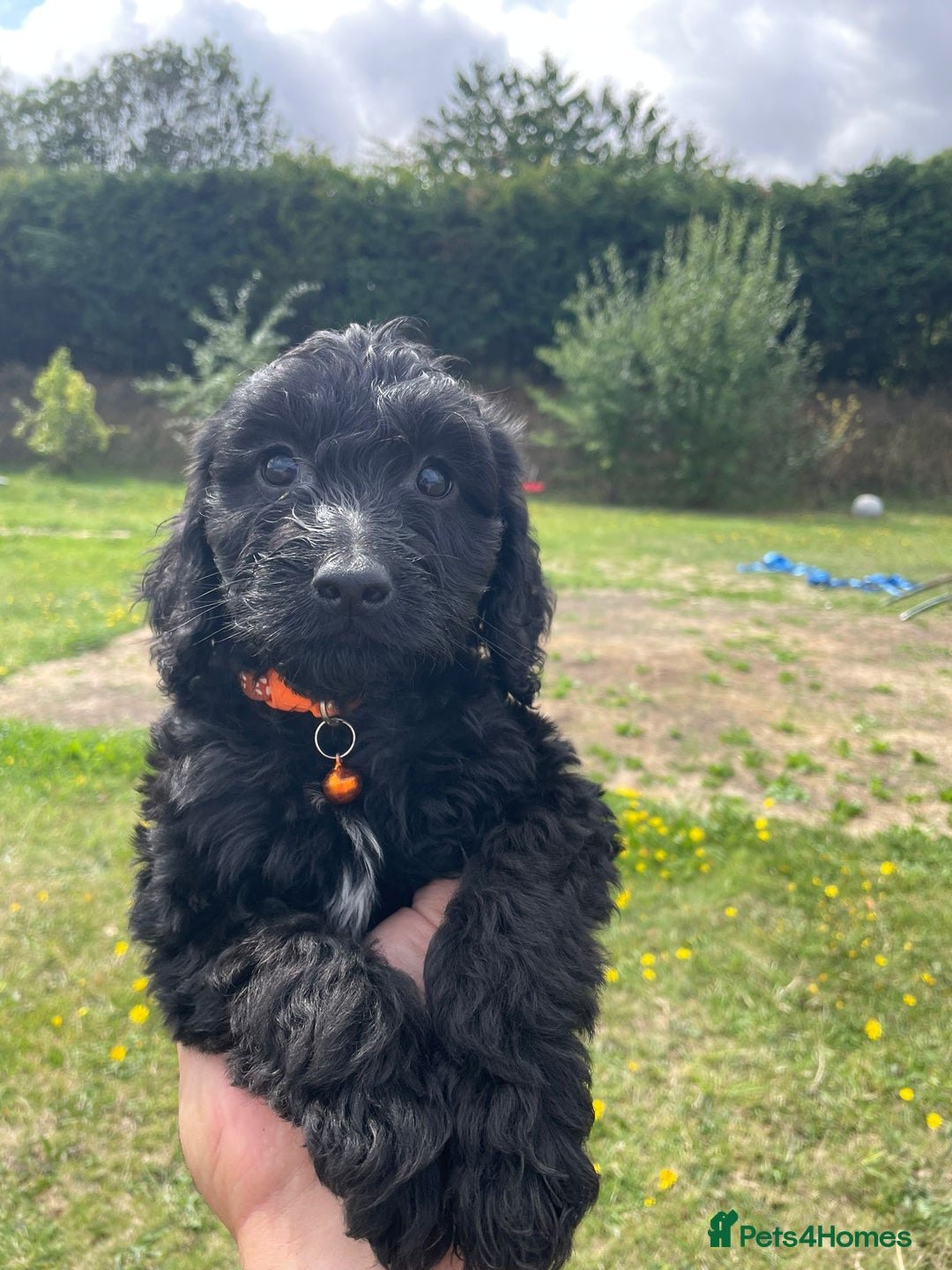 Cockapoo dogs for sale: Beautiful Cockapoo Puppies  - Image 2
