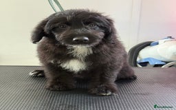 Aussiedoodle dogs for sale: Aussiedoodle Puppy 9 - Image 4