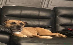 Staffordshire Bull Terrier dogs for sale: Beautiful Staffy pups - Image 18