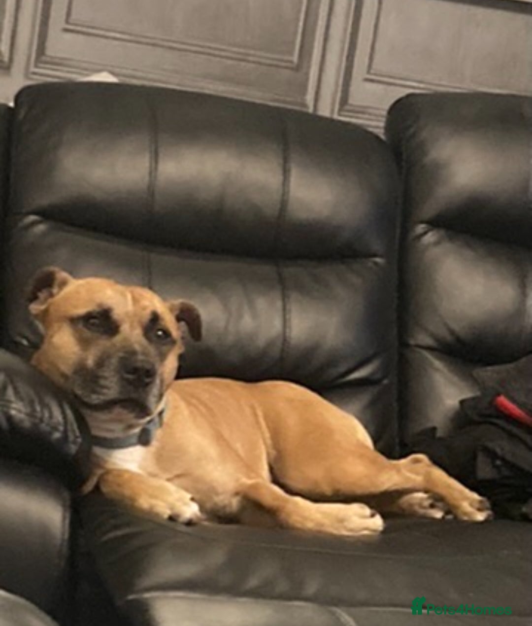 Staffordshire Bull Terrier dogs for sale: Beautiful Staffy pups - Image 18