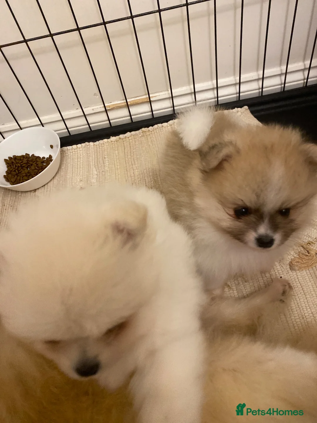 Pomeranian dogs for sale: Snow White Pomeranian for sale - Advert 2
