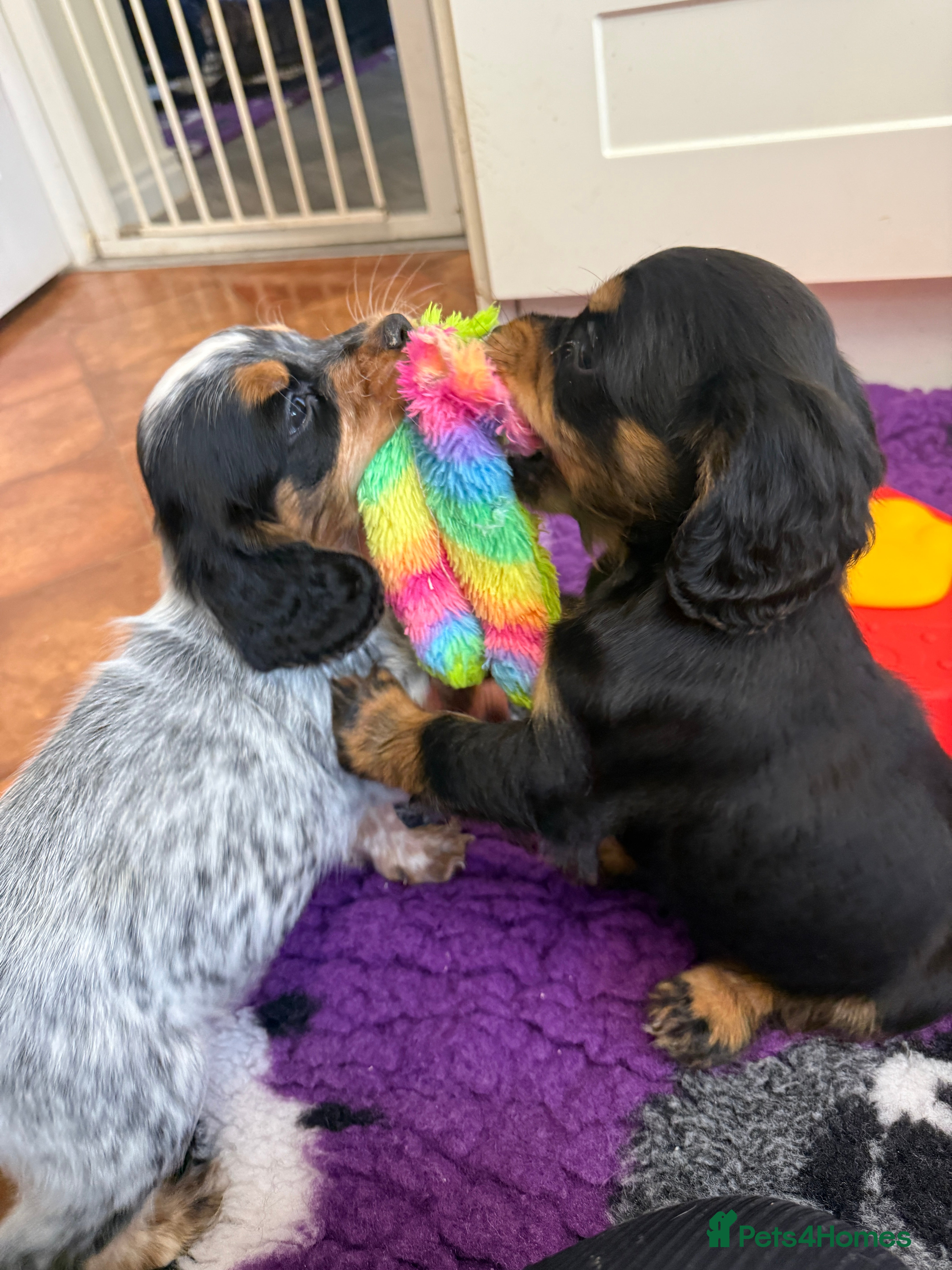 Cocker Spaniel dogs Blue Roan & Tan Boy Extensively Health Tested - Advert 2