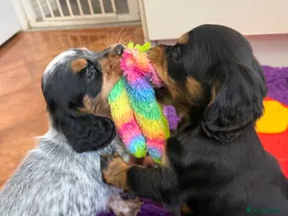 Cocker Spaniel dogs Blue Roan & Tan Boy Extensively Health Tested - Advert 6