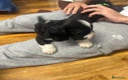 Cockapoo dogs for sale: Super cute spaniel x miniature poodle - Image 6