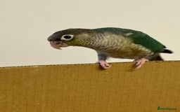 Lorikeets birds for sale: Hand fed baby conures for sale rare breed - Image 3