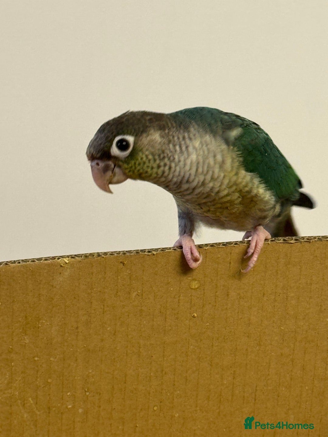 Lorikeets birds for sale: Hand fed baby conures for sale rare breed - Image 3