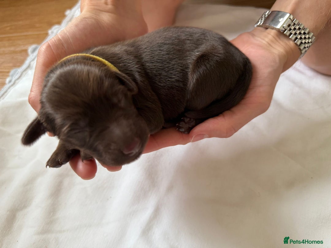 Flat coated Retriever dogs for sale: Flat coat Retriever Puppies for sale - Image 6