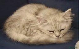 Ragdoll cats for sale: He's a ragdoll mix  - Image 2