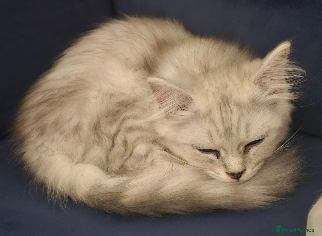Ragdoll cats for sale: He's a ragdoll mix  - Image 2