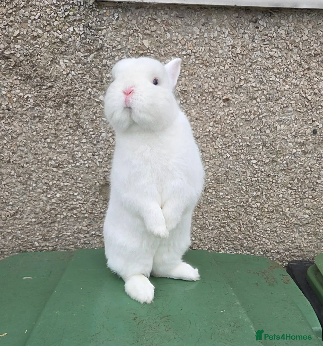 Netherland Dwarf rabbits for sale: 3 netherland dwarf bucks for sale  - Advert 8