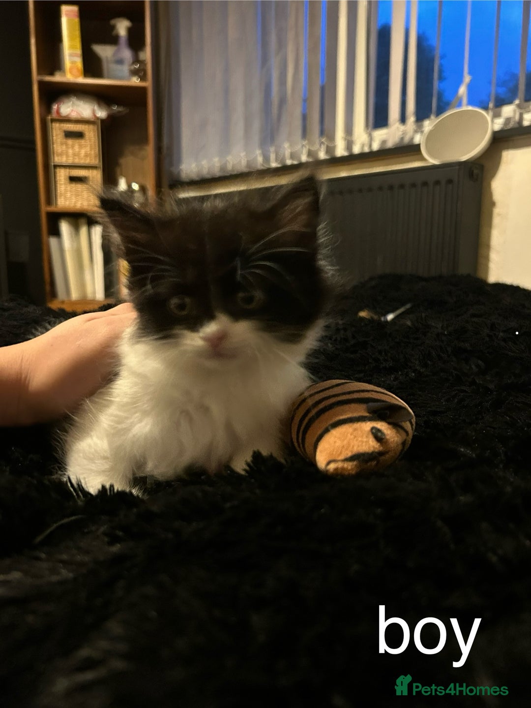 British Shorthair cats for sale: Kittens for sale - Image 5
