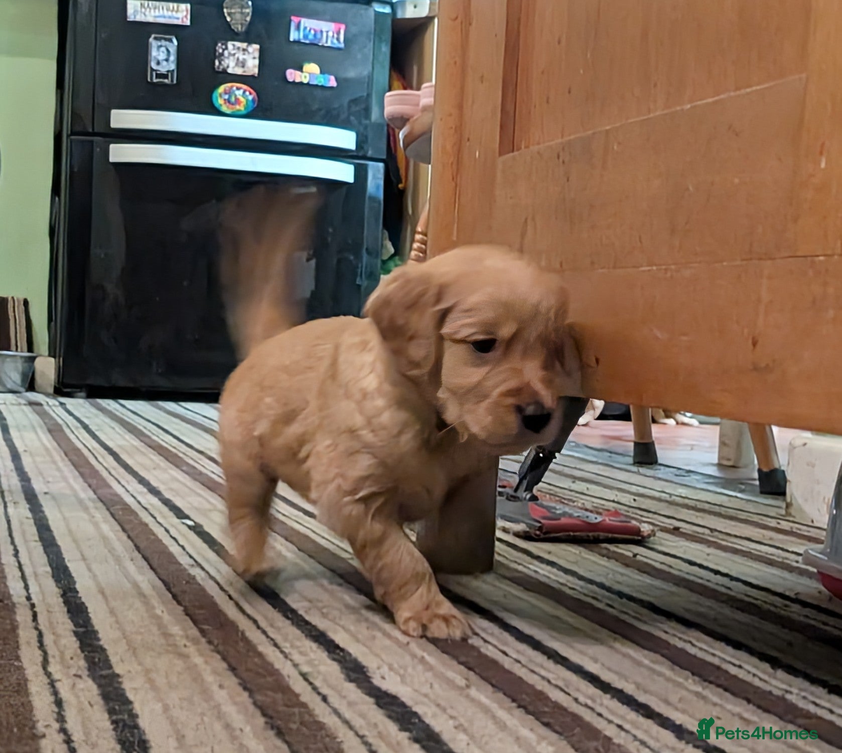 Golden Retriever dogs KC Reg Working Golden Retriever Puppies  - Advert 7