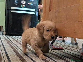 Golden Retriever dogs KC Reg Working Golden Retriever Puppies - Advert 1