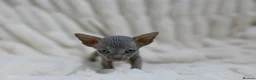 Sphynx cats for sale: Lovely Sphynx Kittens available - Advert 10