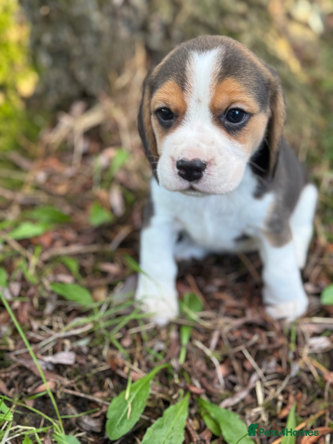 Beagle dogs for sale: KC REGISTERED SHOW TUOE BEAGLE PUPPIES  - Image 7