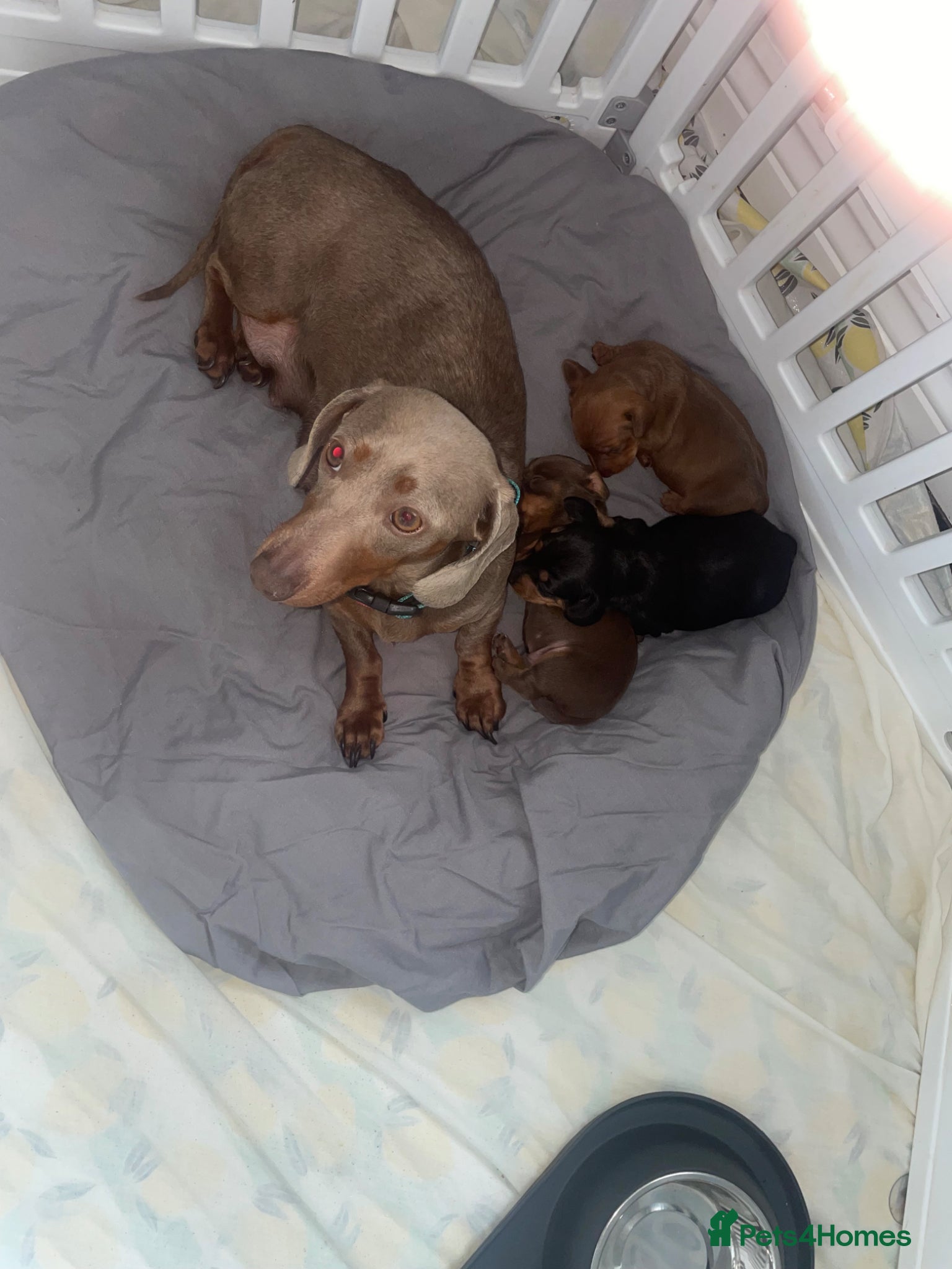 Miniature Dachshund dogs 3 Beautiful Miniature Dachshunds puppys - Advert 1