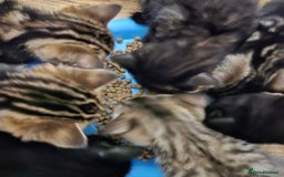 Bengal cats for sale: Bengal Cross kittens - Image 2