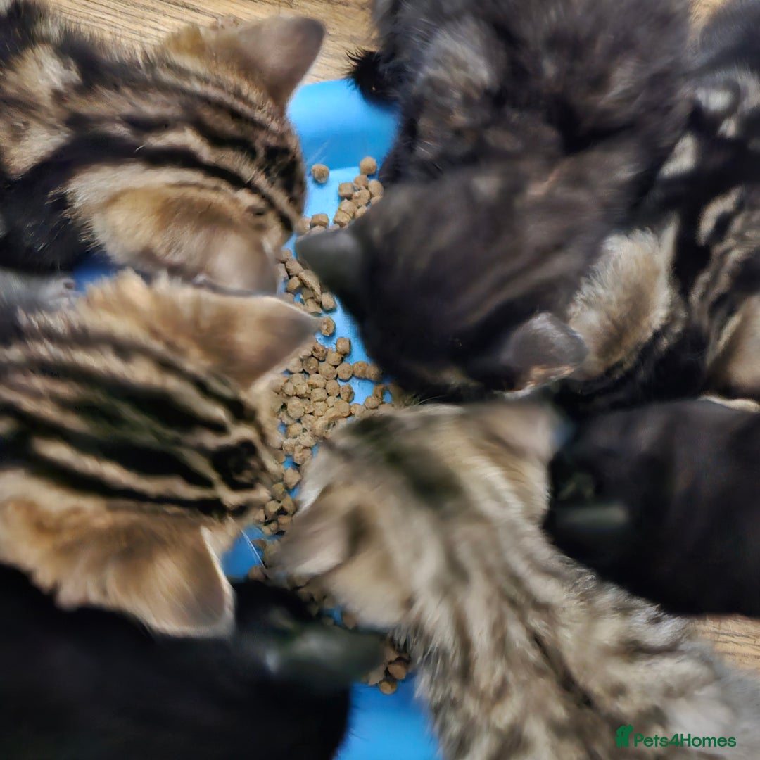 Bengal cats for sale: Bengal Cross kittens - Image 2