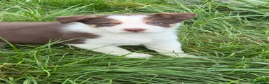 Border Collie 1
