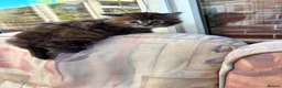 Mixed Breed cats for sale: Ginger-Tabby-Tortoiseshell kittens - Advert 3