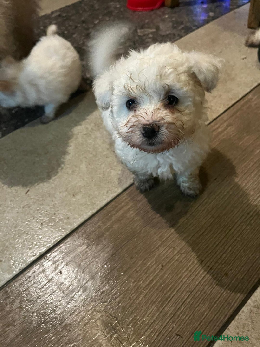 Bichon Frise dogs for sale: 4 Bichone Frise Maltese for sale - Advert 7