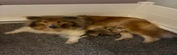 Rough Collie dogs for sale: KC registered sable and white rough collie puppies - Advert 1