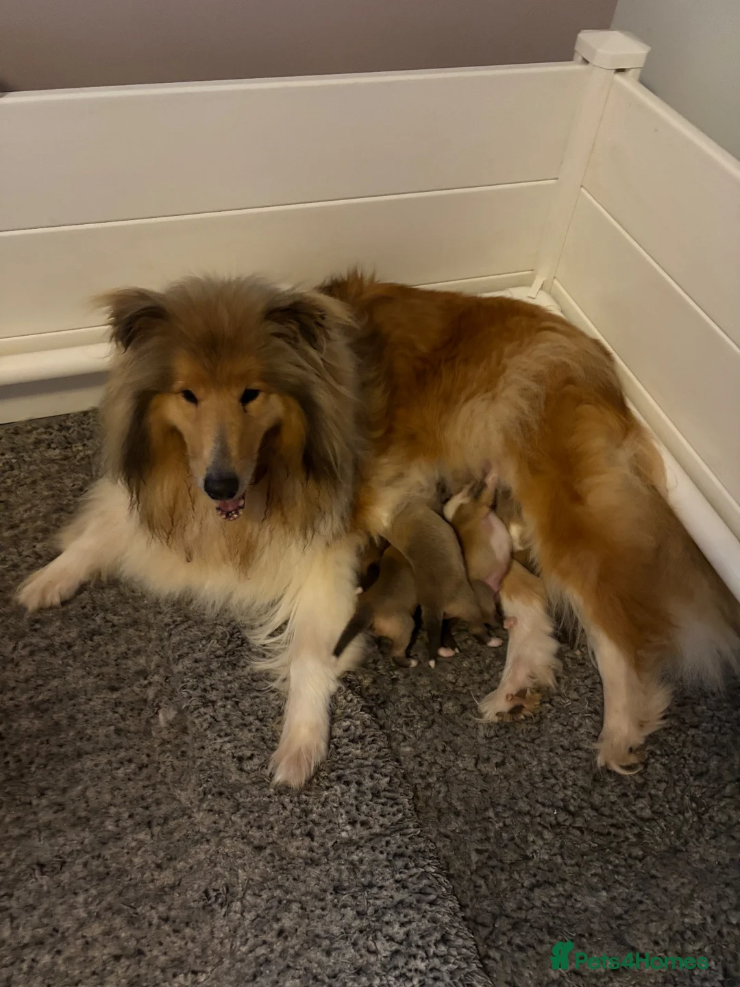 Rough Collie dogs for sale: KC registered sable and white rough collie puppies - Advert 1