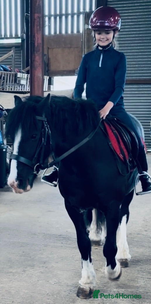 Welsh Section C horses Cob x Welsh  - Advert 2