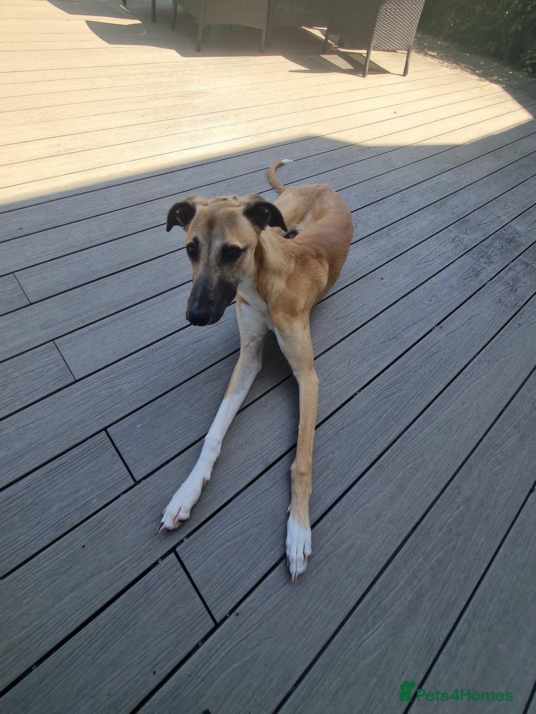 Greyhound dogs for sale: Mako - 9 month old greyhound - sweetest little boy - Image 5
